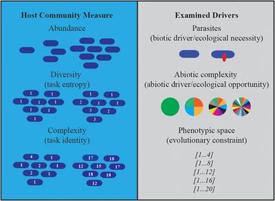 Ecological Opportunity and Necessity: Biotic and Abiotic Drivers Interact During Diversification of Digital Host-Parasite Communities